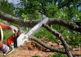 Best Firewood Processing and Delivery  in Chapel Hill, NC