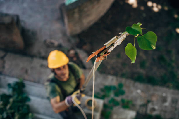 Best Tree Mulching  in Chapel Hill, NC