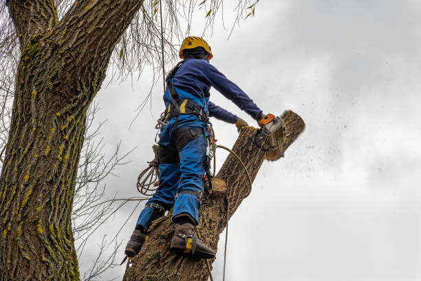 Best Tree Preservation Services  in Chapel Hill, NC