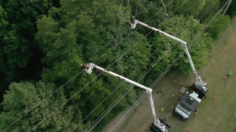 Tree and Shrub Care in Chapel Hill, NC