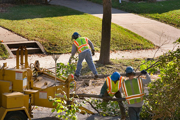 Best Stump Grinding and Removal  in Chapel Hill, NC