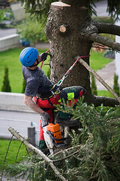 Best Lawn Disease Treatment  in Chapel Hill, NC