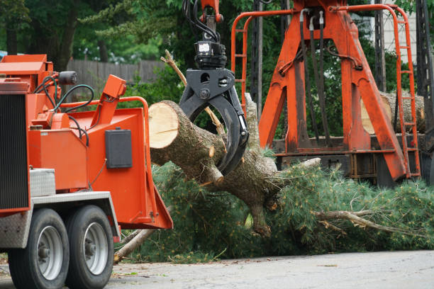 Best Storm Damage Tree Cleanup  in Chapel Hill, NC