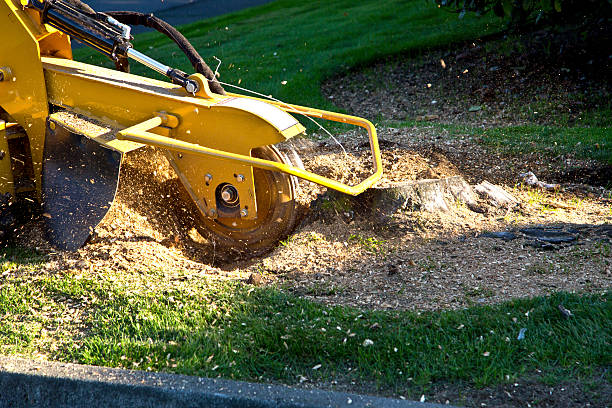 Seasonal Cleanup (Spring/Fall) in Chapel Hill, NC