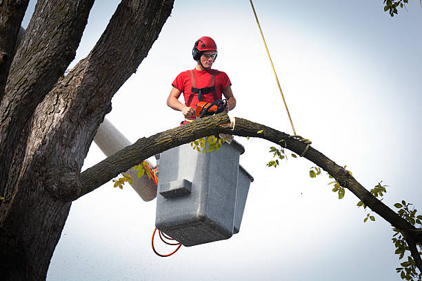 Best Tree Maintenance Programs  in Chapel Hill, NC