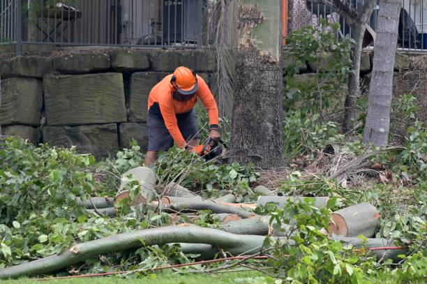 Best Arborist Consultation Services  in Chapel Hill, NC