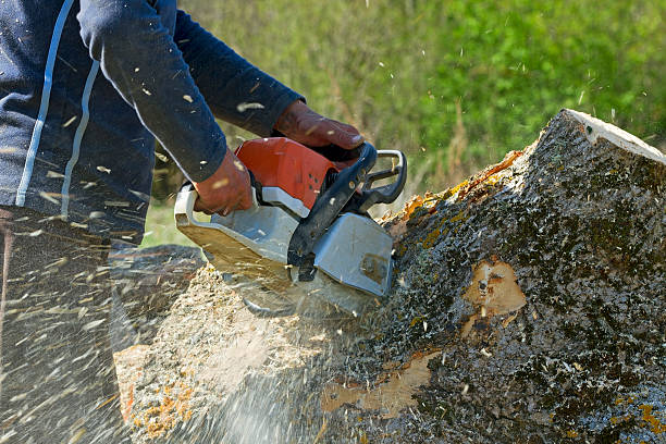 Best Leaf Removal  in Chapel Hill, NC